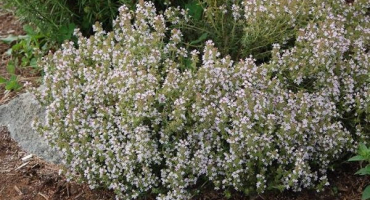 Popis odrůdy tymiánu marshall, vlastnosti pěstování a péče